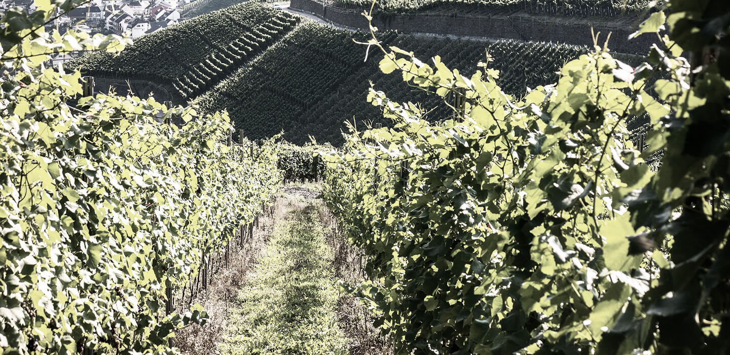 Why Terroir Really Matters