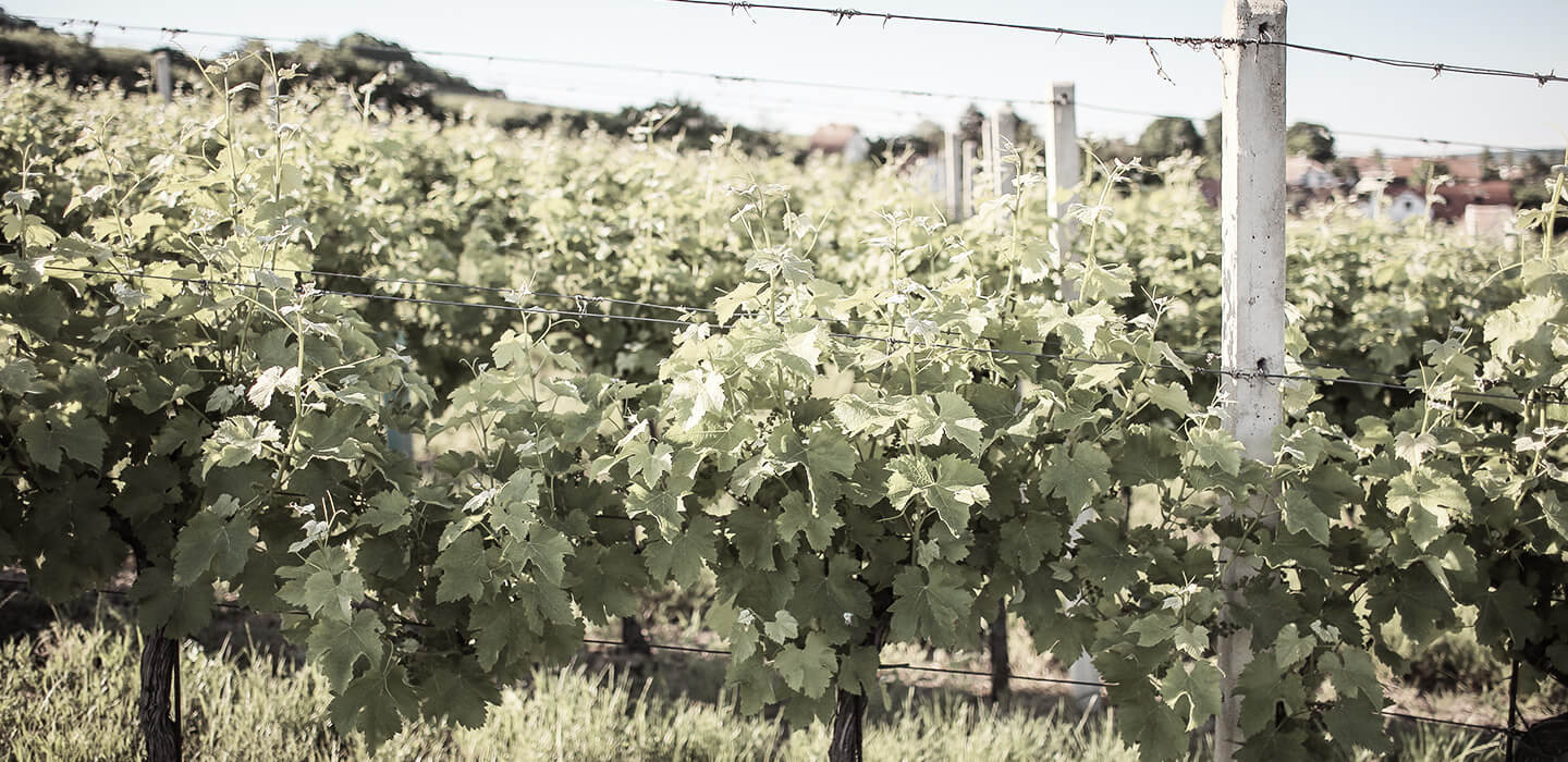 Growing Sustainable Wine