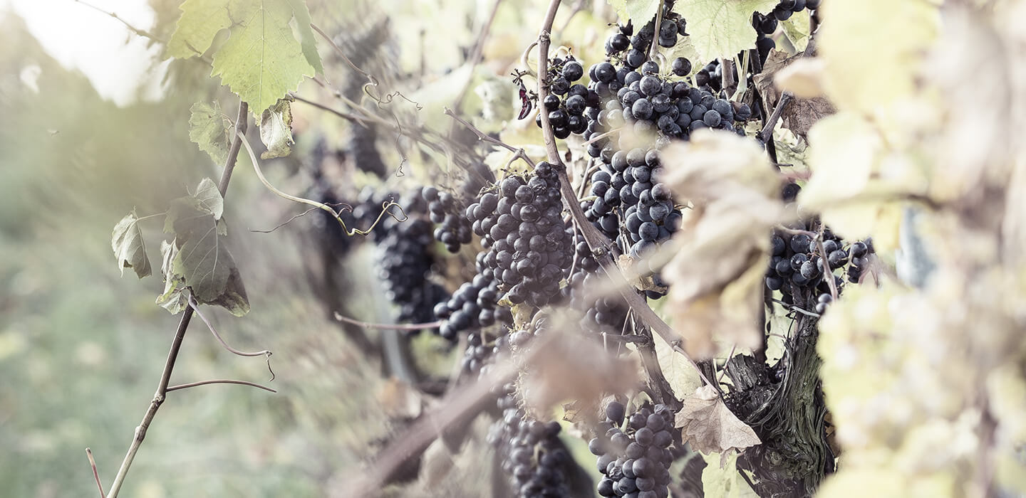 When is a vineyard ready for harvest?
